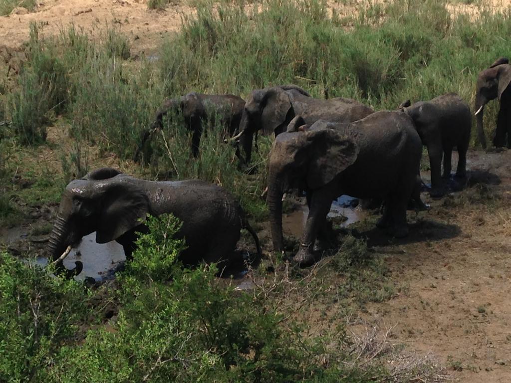 Sweni Lodge 91 Mjejane Kruger Park Hectorspruit Екстериор снимка