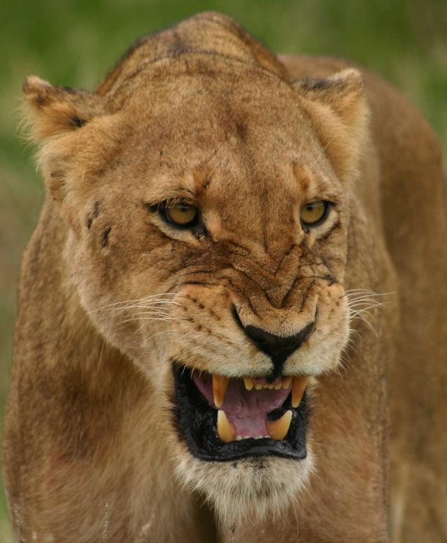 Sweni Lodge 91 Mjejane Kruger Park Hectorspruit Екстериор снимка