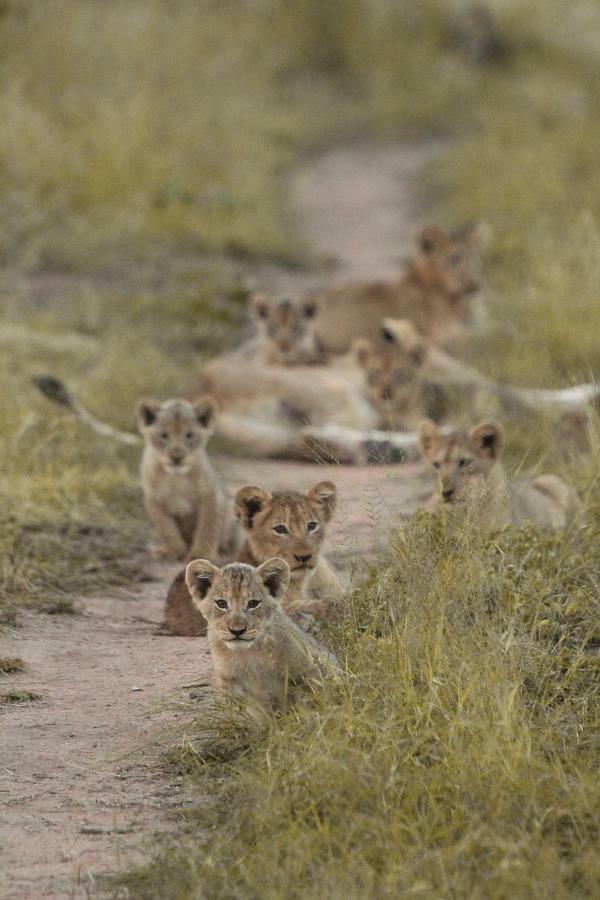 Sweni Lodge 91 Mjejane Kruger Park Hectorspruit Екстериор снимка