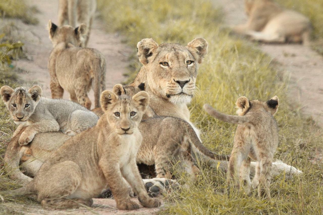 Sweni Lodge 91 Mjejane Kruger Park Hectorspruit Екстериор снимка