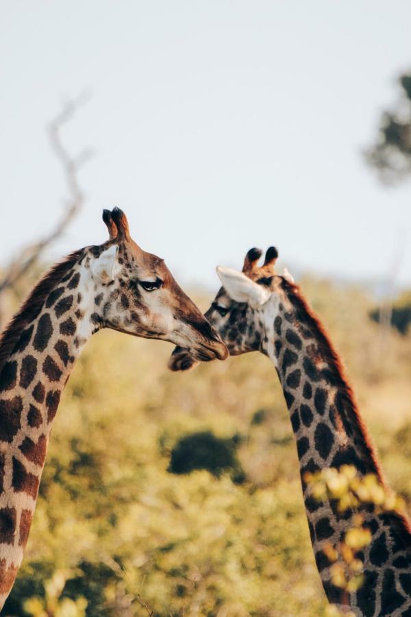 Sweni Lodge 91 Mjejane Kruger Park Hectorspruit Екстериор снимка